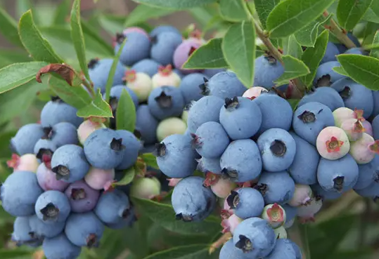 blueberrie