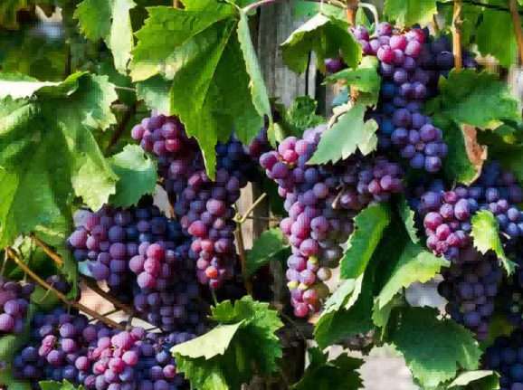 Grape