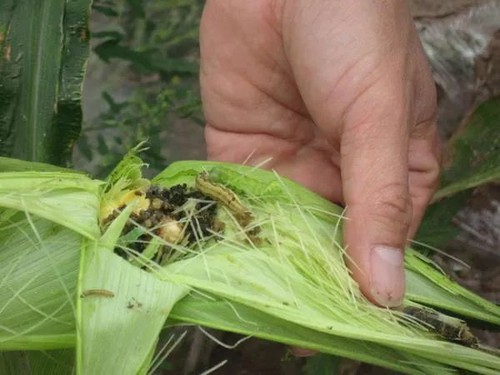 corn borer corn borer