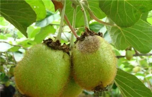 polyoxin applications polyoxin applications